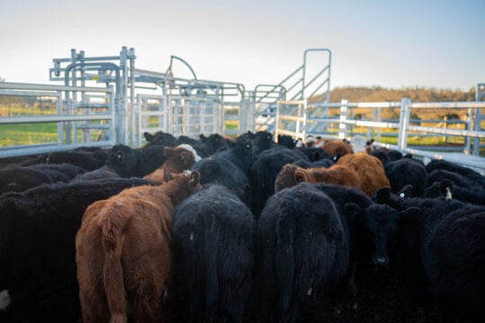 Blazing Beef_Additional Resources