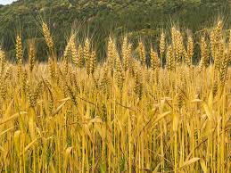Golden Grains Stage 4