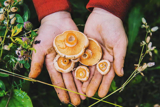 Healthy Horticulture_Additional