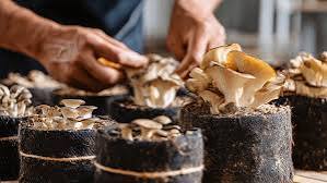 Healthy Horticulture_Stage-3