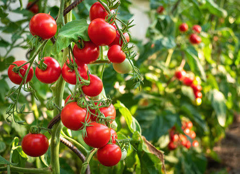 Healthy Horticulture_Stage-4