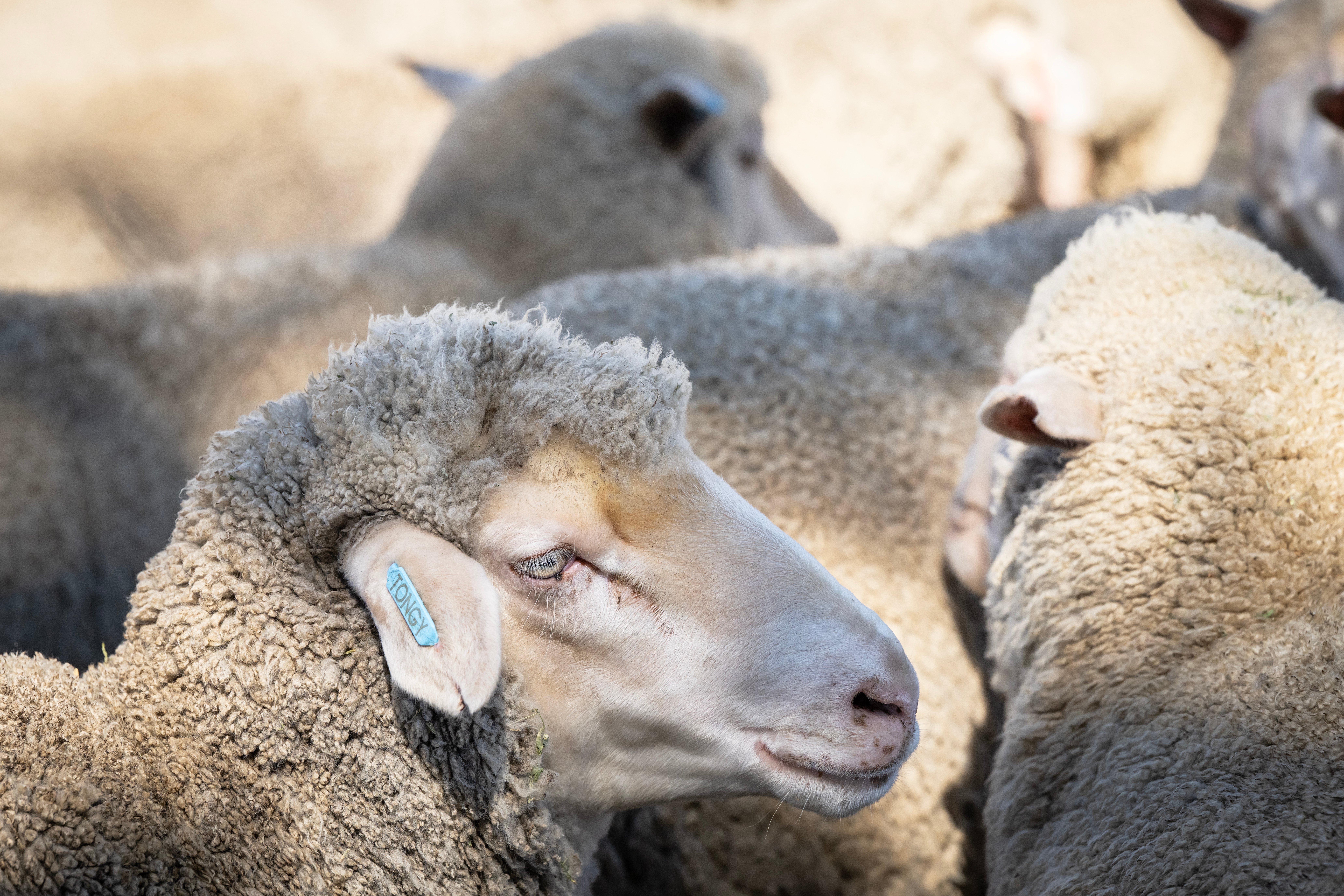 Lamb-logic_Image3