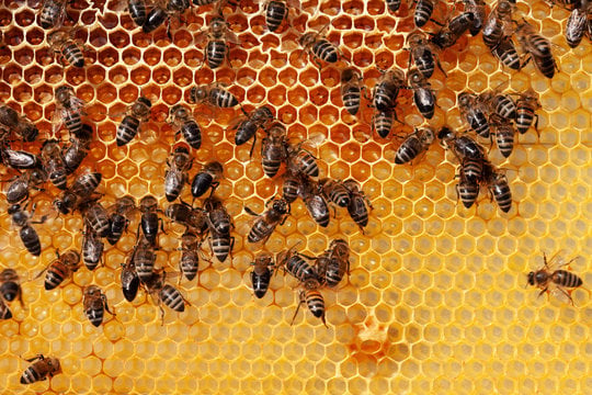 Perfect Pollination - Stage 3