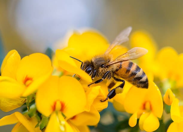 Perfect Pollination - Stage 4